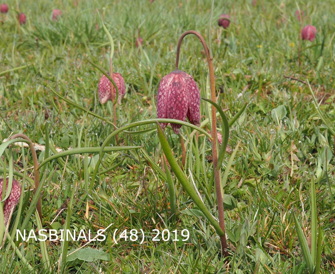 Fritillary, Snake's head leaf